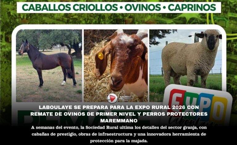 Expo Rural Laboulaye 2026: Últimos preparativos y un remate de ovinos que promete ser histórico